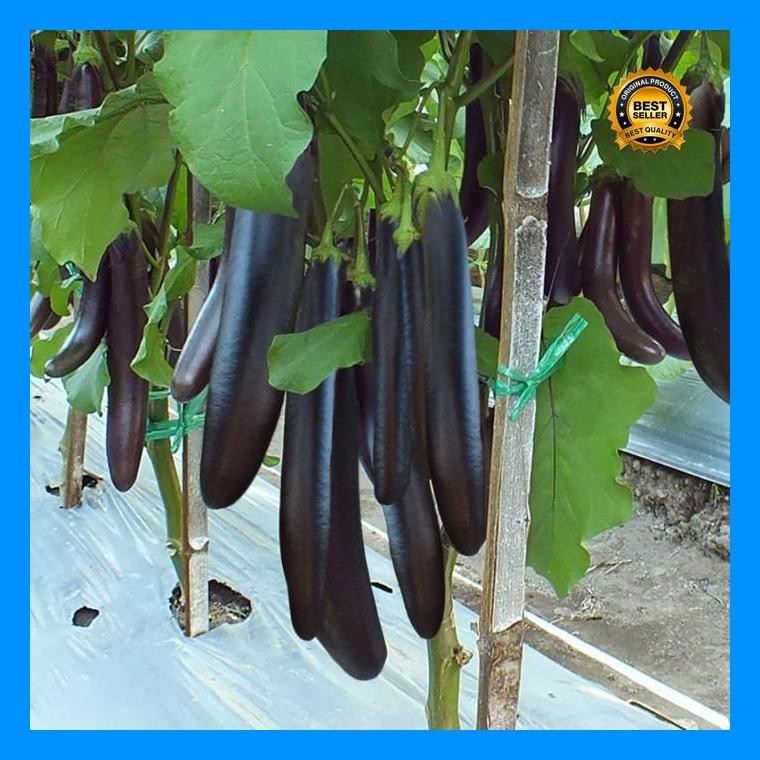 [Cod] - 20 Biji - Benih Terong Ungu Lezata F1 Cap Panah Merah - Bibit Sayuran - Benih Sayuran Paket 