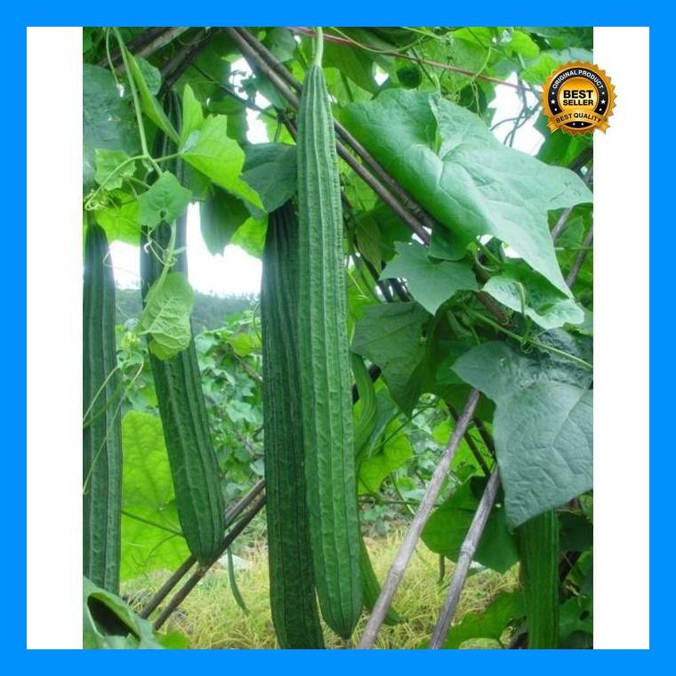 [Cod] - 2 Biji - Benih Oyong Import Jumbo Miriam F1 - Bibit Gambas Panjang 50Cm Bibit Tanaman Sayur
