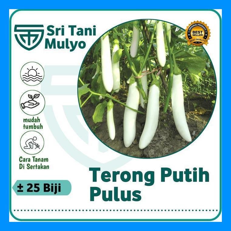 [Cod] - 25 Biji - Benih Terong Putih Unggul Pulus - Bibit Sayuran Benih Sayuran