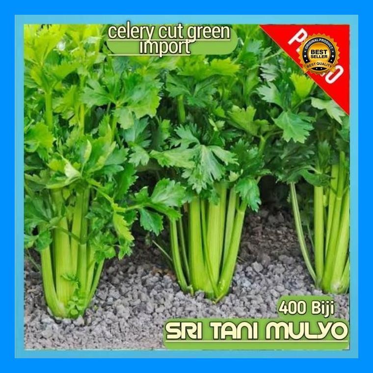 [Cod] - 400 Biji - Benih Seledri Import Celery Cut Green / Bibit Tanaman Sayur