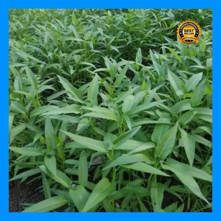 [Cod] - 500 Biji - Benih Kangkung Hibrida - Kangkung Daun Lebar - Benih Sayuran - Bibit Sayuran Daun