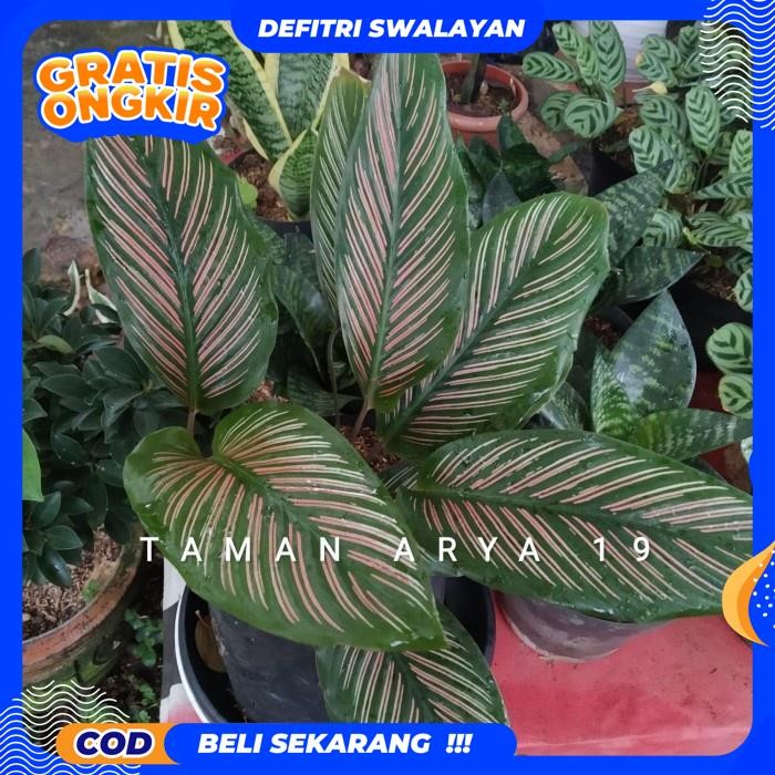 BEST PRODUK TANAMAN HIAS CALATHEA ORNATA (BATIK) / TANAMAN HIAS HIDUP / BUNGA HIDUP MURAH / BUNGA HI