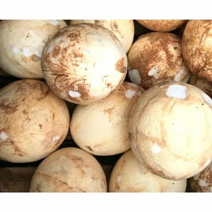 KELAPA PARUT TUA/MUDA SEGAR (1 BUTIR) - SANTAN/PEPES/RAGAM OLAHAN KUE