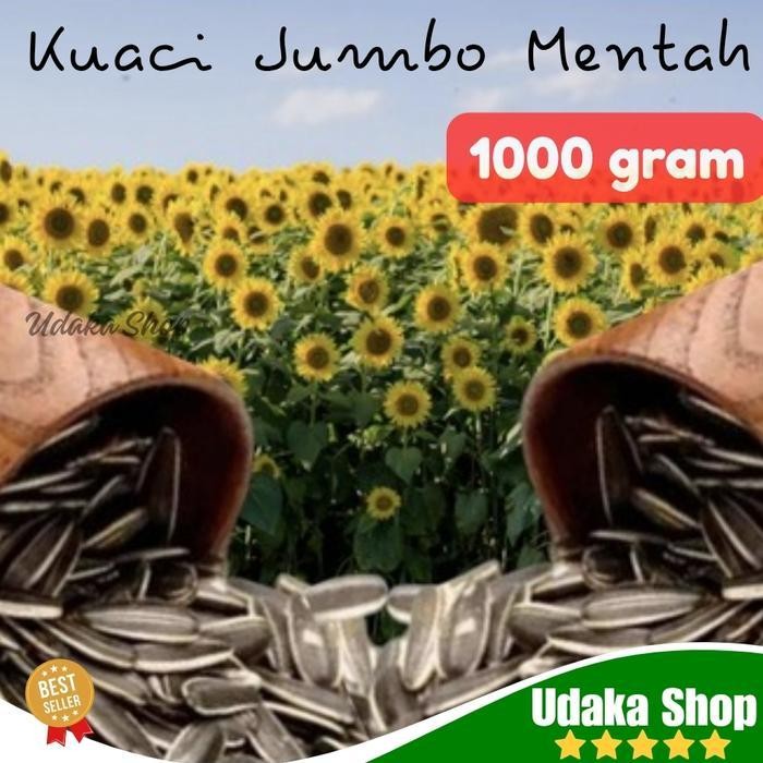 kwaci jumbo biji bunga matahari besar mentah