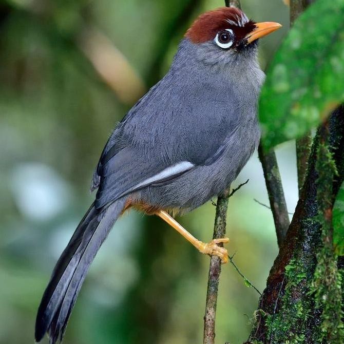 burung poksay mandarin pilihan murah
