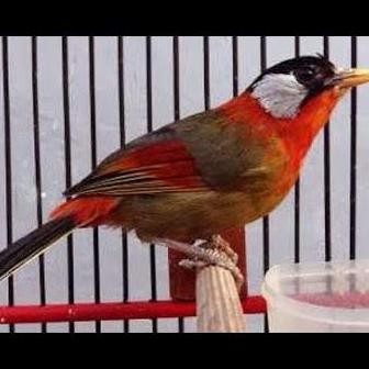 burung pancawarna jantan gacor gacor dorr murah