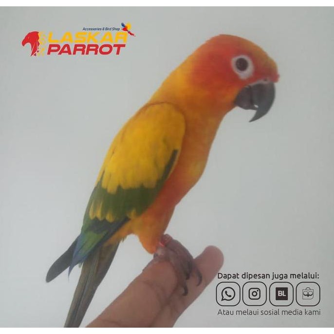 Burung Jinak Sun Conure Warna Cerah Mempesona murah