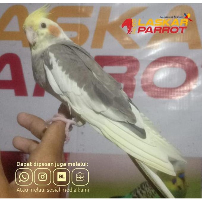 Burung Jinak Falk SIUL Gacor murah