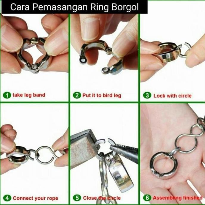 Ring borgol burung love bird falk sunconure parrot murah