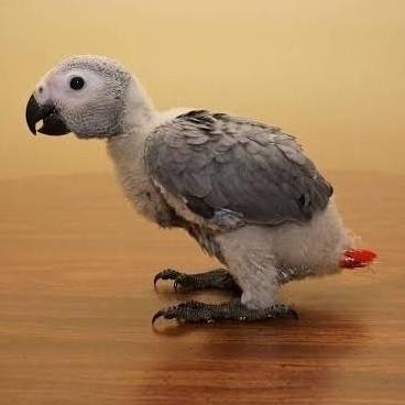 Baby African Grey Parrot Burung Paruh Bengkok Jinak murah