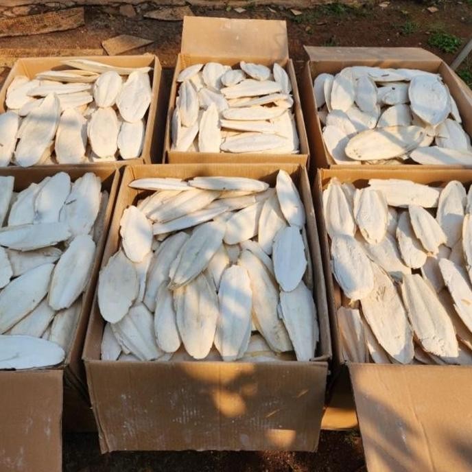 Tulang sotong jumbo 500 gram pakan kalsium burung murah