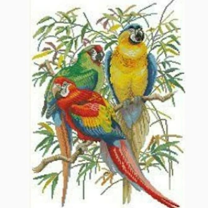 Paket kristik burung parrot