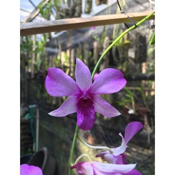 Promo anggrek dendrobium Keki.mentangai COD