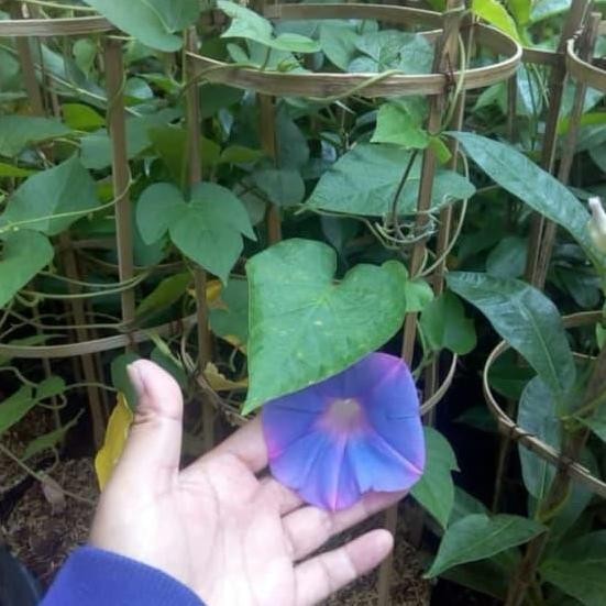 Promo Tanaman Rembet Bunga Morning Glori Ungu Murah COD