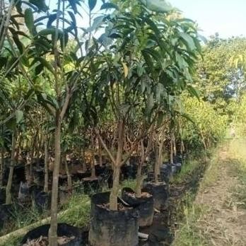 Promo bibit pohon mangga harum manis 2 meter COD