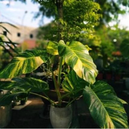 Promo Sirih gading belanda - sirih gading variegata daun jumbo - Epipremnum aureum COD