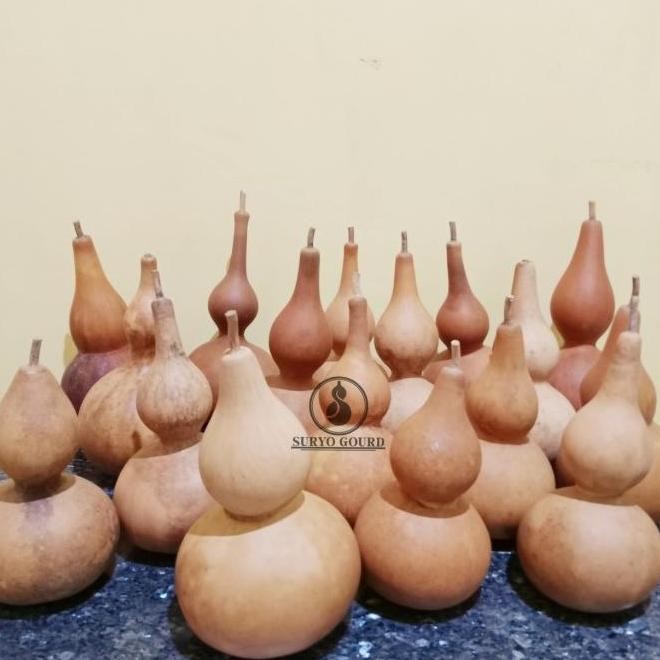 Labu botol | Labu botol kering | Labu botol china | drunken master | Bottle gourd | Labu botol asli 