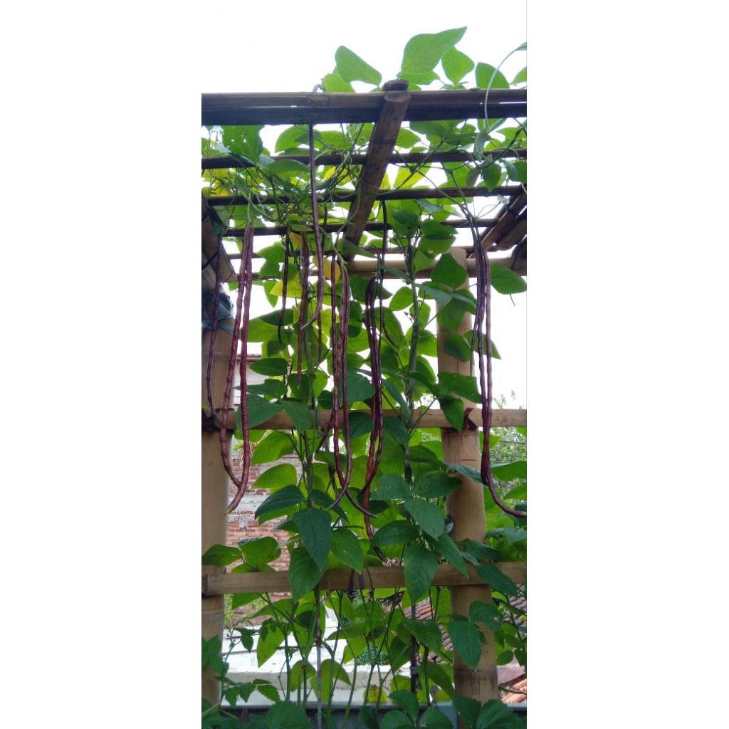 Benih kacang panjang merah