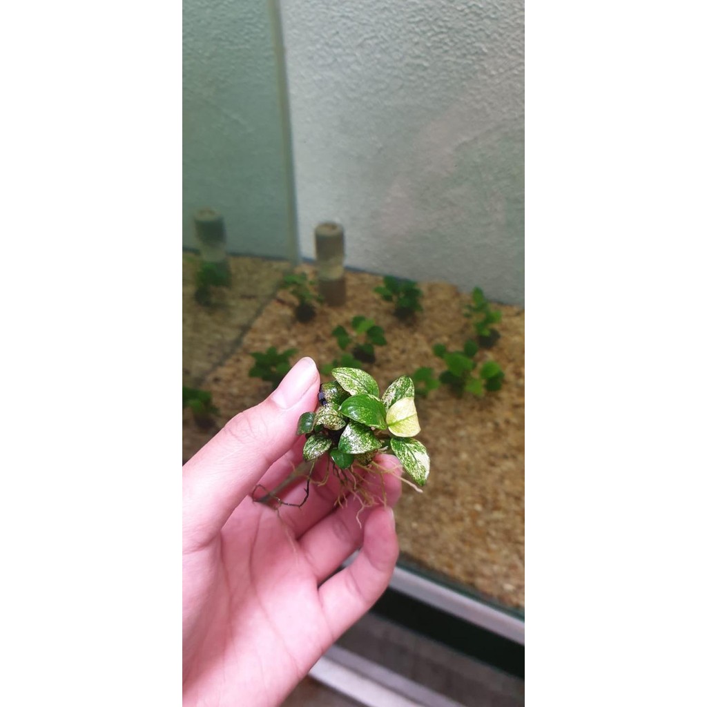 Anubias Pinto / Tanaman Aquascape Pinto