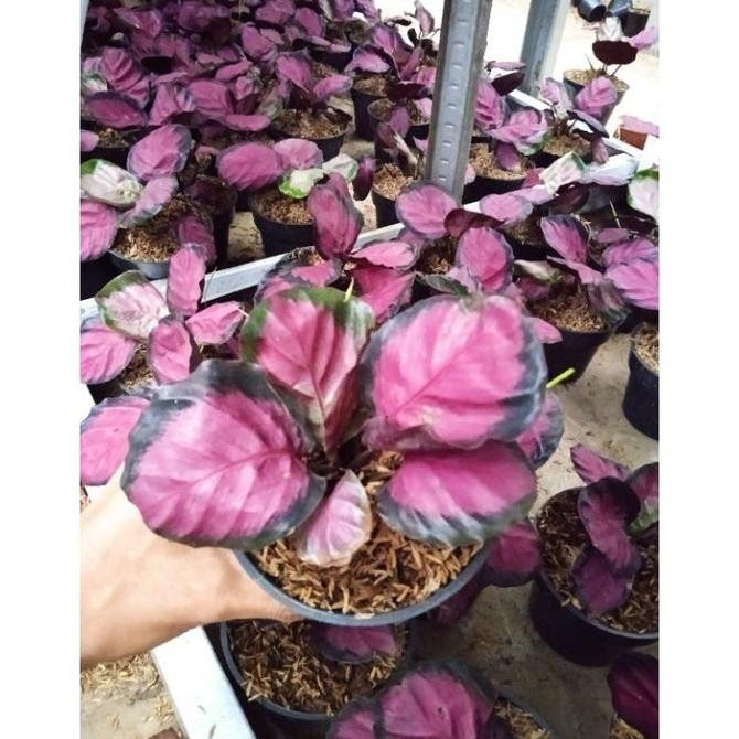 DF273>> Tanaman hias bunga Calathea crimson ungu import serumpun sesuai foto