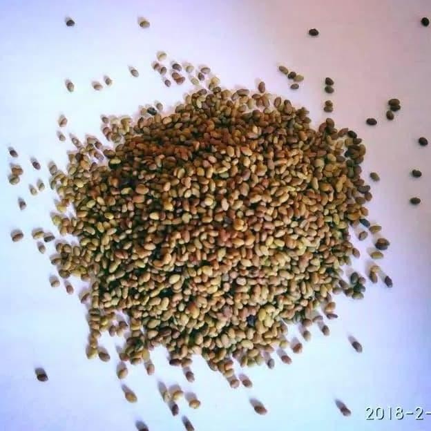 Benih Biji Alfalfa