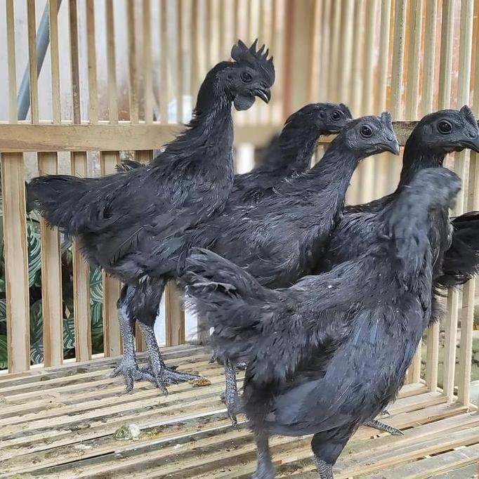 ayam cemani asli usia 3 bulan