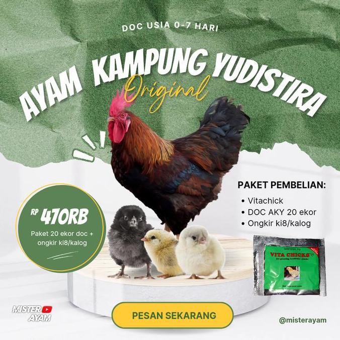 DOC AYAM KAMPUNG YUDISTIRA ISI 20
