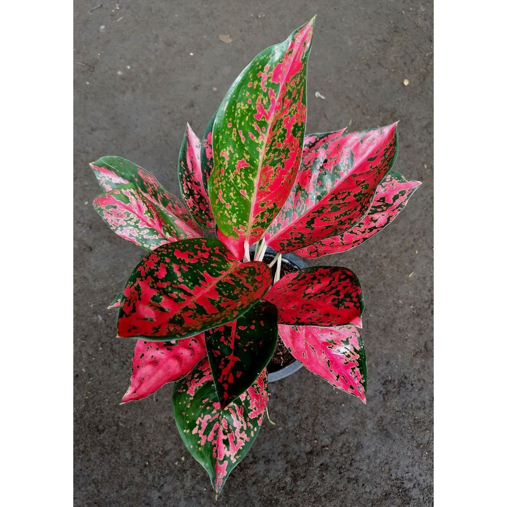 aglonema red venus / aglonema venus / tanaman hias aglonema red venus remaja subur