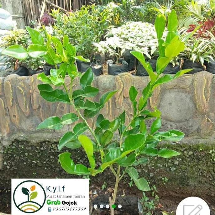 bibit buah jerruk purut  siap tanam / buah jeruk/ jeruk purut cangkok / daun jeruk masak / tanaman b