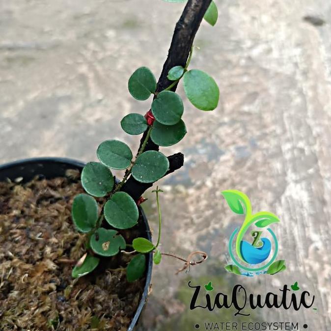 Promo Piper Sp Mini Daun Bulat - Tanaman Paludarium Terrarium Climbingplant Cod