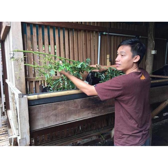 Promo Bibit Rumput Zanzibar Kualitas Unggul Asli 1 Kg Cod