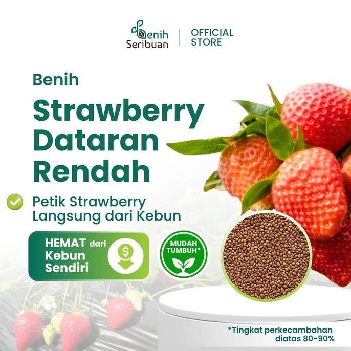 10 Benih Buah Strawberry Mencir Dataran Rendah Unggul - Benih Seribuan