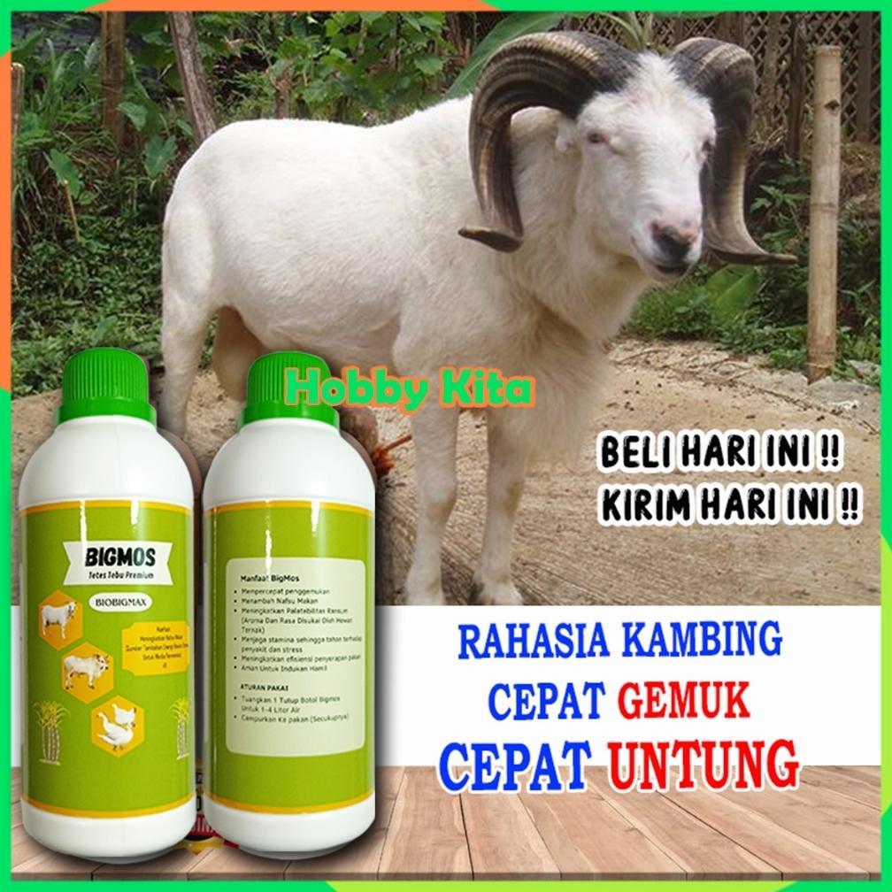 Ready Stok Penggemuk Kambing dan Domba BIGMOS Molase Tetes Tebu Murni Penambah Nafsu Makan Hewan Ter