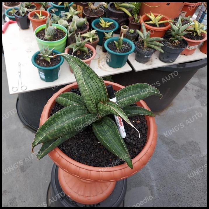 GRATIS ONGKIR SANSE - SANSEVIERIA SINUS ZIMBABWE 8-11-2011 