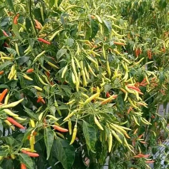 Promo Benih Bibit Cabe Rawit Setan Tipe Patalan Siung 03 Dari Cap You Seed Isi 10 Gram Siapkirim Ya
