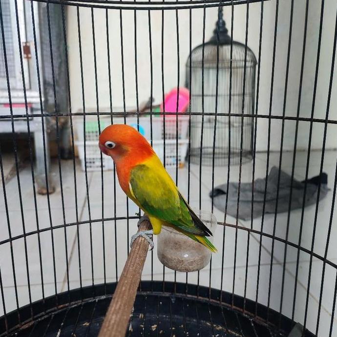 LOVEBIRD BIOLA EUWING GOLD REMAJA