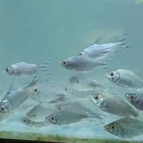 IKAN YELLOW FEIFENG YFF