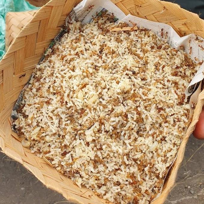 KROTO SEMUT RANGRANG SEGAR PAKAN BURUNG BERKICAU