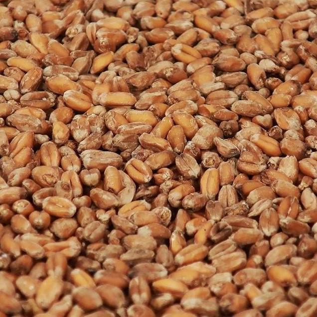*****] Malt Chteau Wheat Crystal 150 EBC