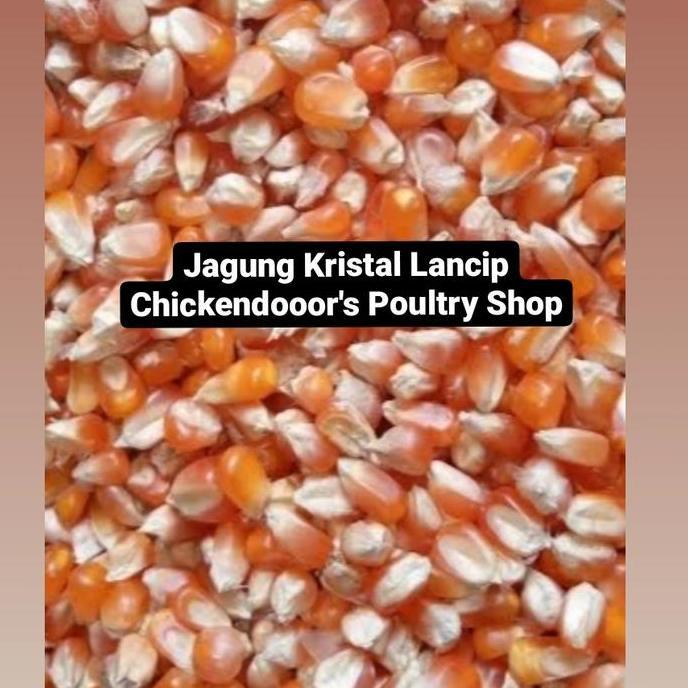 JAGUNG LANCIP BURUNG DARA MERPATI KOLONG TOMPRANG POS KRISTAL 25 KG