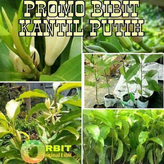 PAKET HEMAT 2 BIBIT BUNGA KANTIL