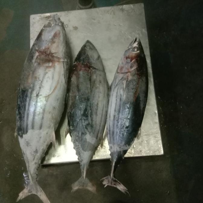 Promy - Ikan Cakalang Beku Segar