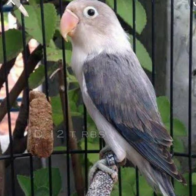 New Arrival, Burung Lovebird Ewing Blue Dewasa Jantan / Betina