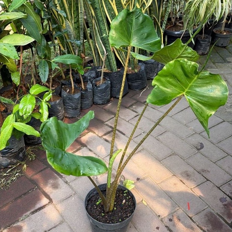 Alocasia Stingray