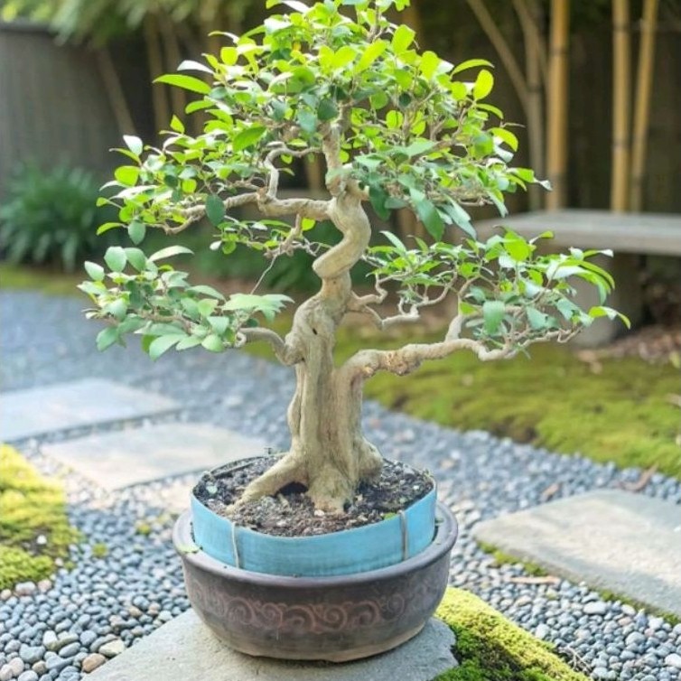 Tanaman hias bonsai ficus ampelas putih