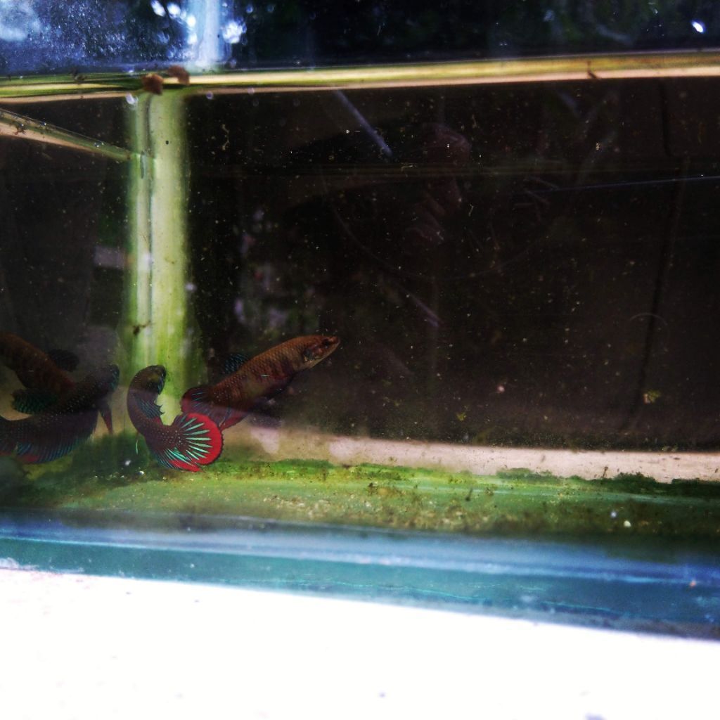 Hiasan wild betta imbelis || cupang alam