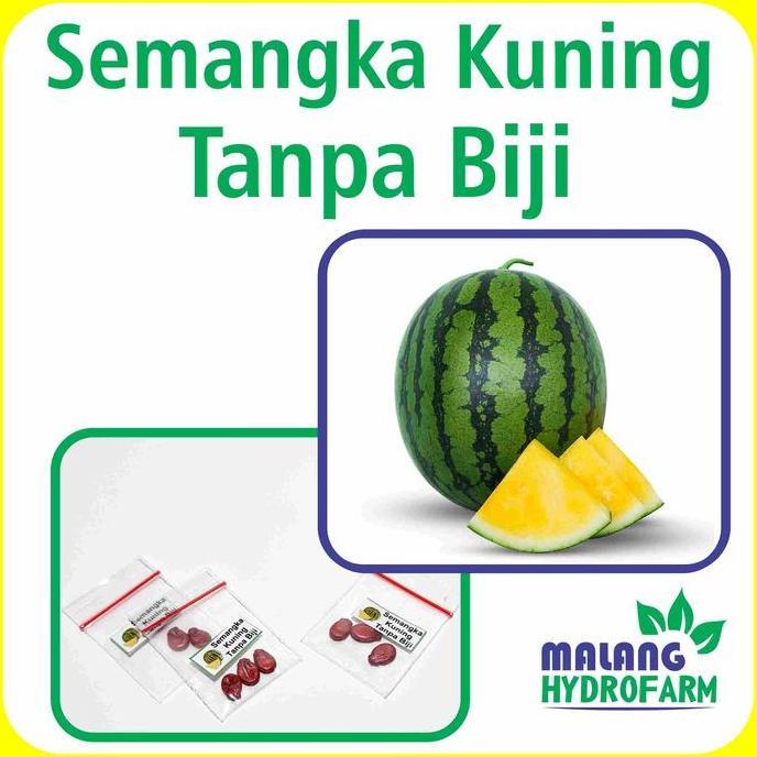 Benih Semangka Kuning Tanpa Biji Unggulan Berkualitas Biji Bibit Repac