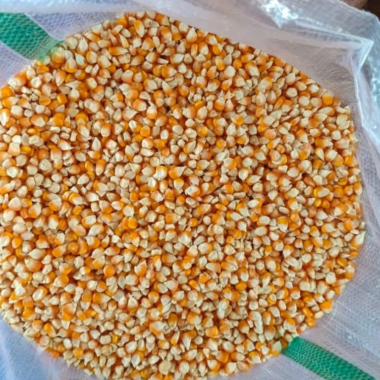 jagung pipil kering pakan ternak