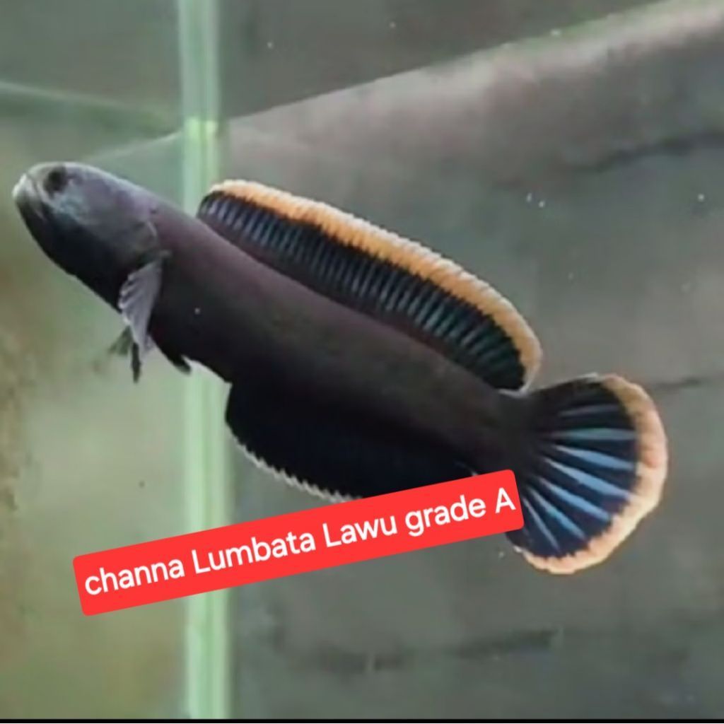 channa limbata lawu ori gabus limbata dewasa