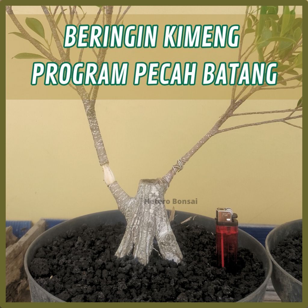 GAMBAR REALPICT Bahan Bonsai Beringin Kimeng Program Pecah Batang